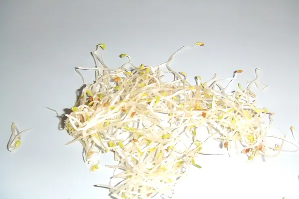 Alfalfa (Medicago sativa) sprouts