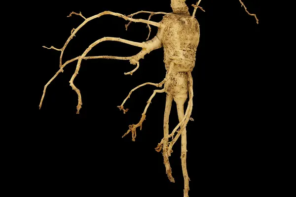 An American ginseng (Panax quinquefolius) root