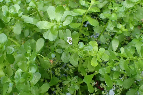 Bacopa monnieri plant with small leaves and a white flower