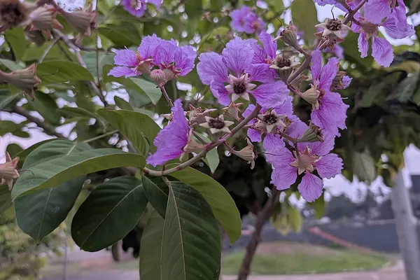 Banaba tree (Lagerstroemia speciosa) leaves and purple flowers