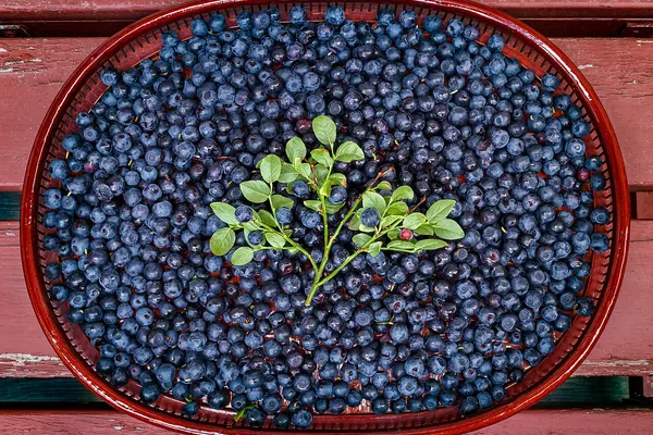 Freshly picked bilberries
