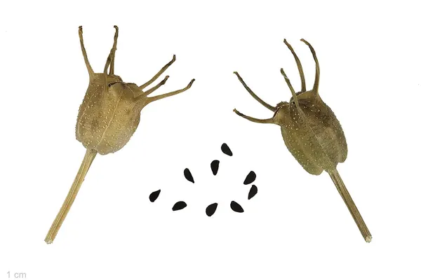 Black cumin (Nigella sativa) seeds and seed capsules