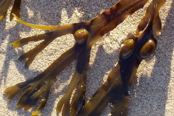 Close-up of bladderwrack (Fucus vesiculosus) showing its air bladders