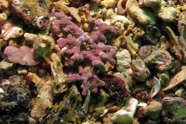 Calcareous red seaweed (maerl) underwater, the type of algae Aquamin is made from