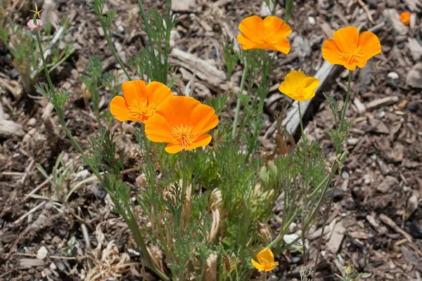Orange California poppy (Eschscholzia californica) flowers