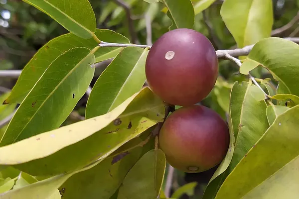 Two camu camu fruits on the branch