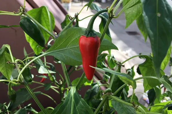 A red cayenne pepper growing on the plant