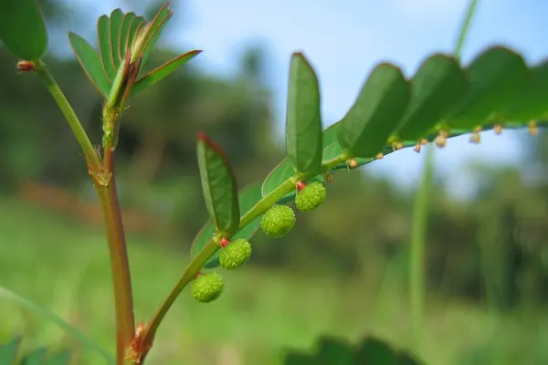 Close-up of chanca piedra (Phyllanthus niruri) leaflets and tiny fruits