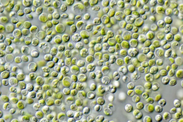 Chlorella vulgaris cells under a microscope