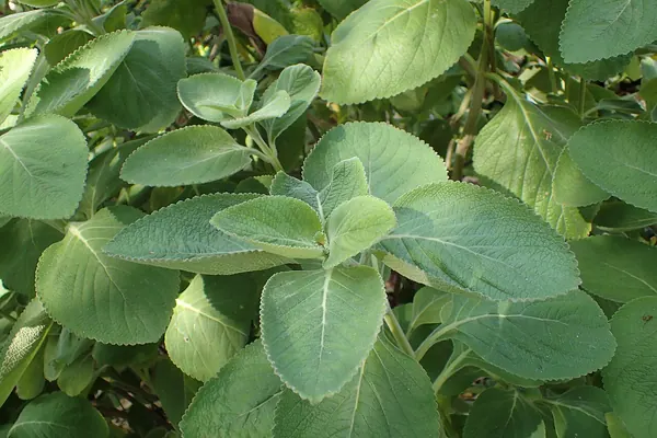 Coleus forskohlii (Plectranthus barbatus) leaves