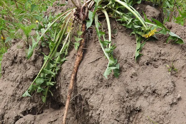 A dug-up dandelion plant showing its root and leaves