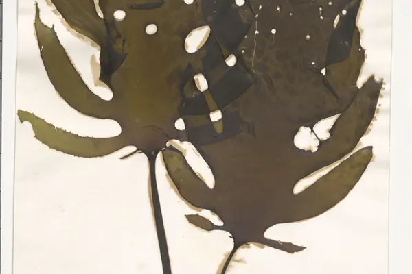 A pressed herbarium specimen of Ecklonia cava brown seaweed