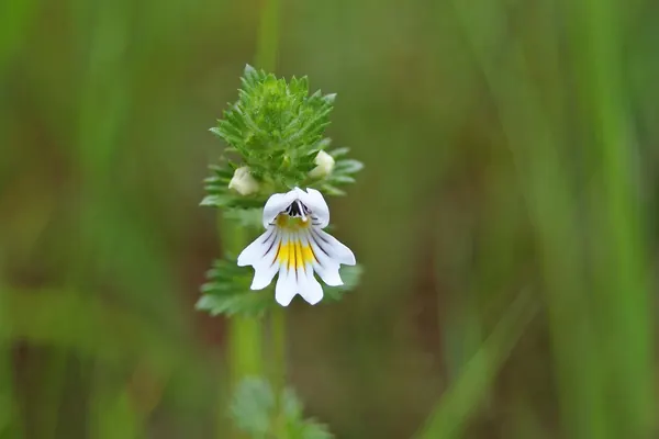 A small eyebright (Euphrasia) flower