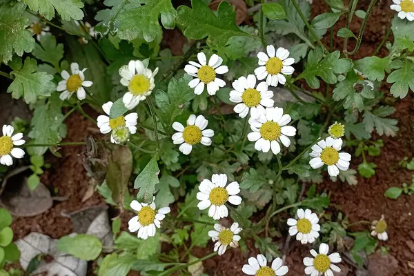 Feverfew (Tanacetum parthenium) flowers and leaves