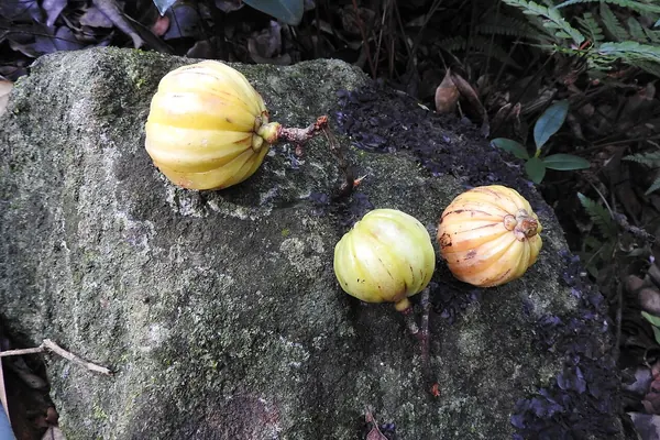 Garcinia gummi-gutta fruits on a stone