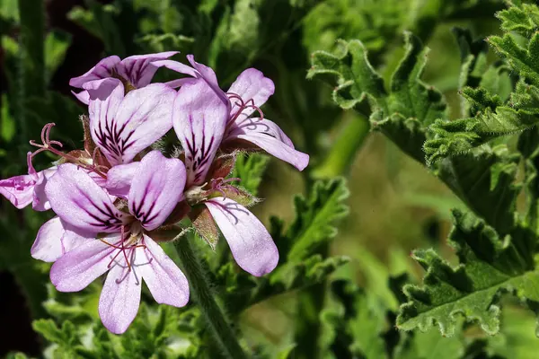 Rose geranium (Pelargonium graveolens) flowers and leaves