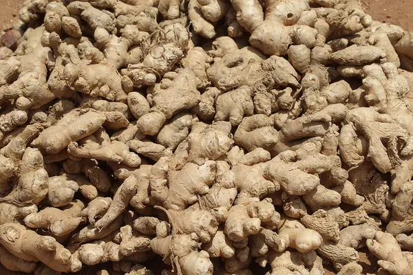 Fresh ginger rhizomes