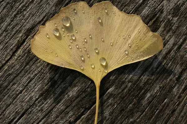 A single golden ginkgo leaf with water drops