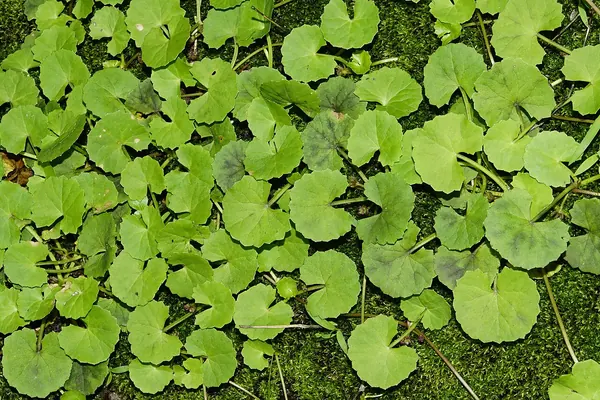 Gotu kola (Centella asiatica) leaves close to the ground