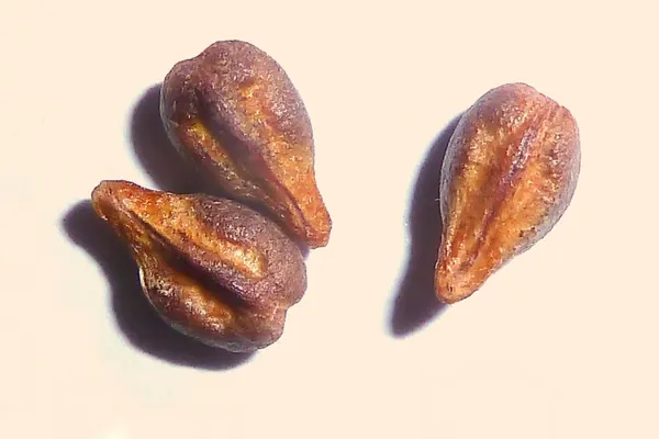 Three grape seeds