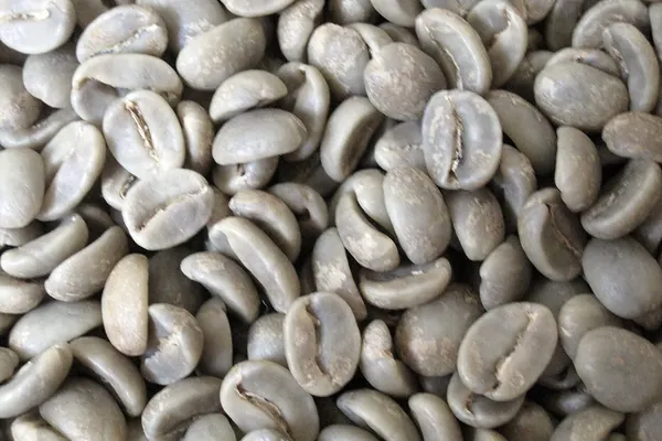Unroasted green coffee beans, close-up