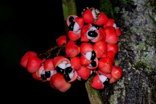 Guarana fruits split open, showing the black seeds