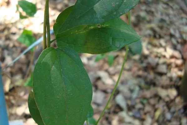 Gymnema sylvestre leaves on the plant