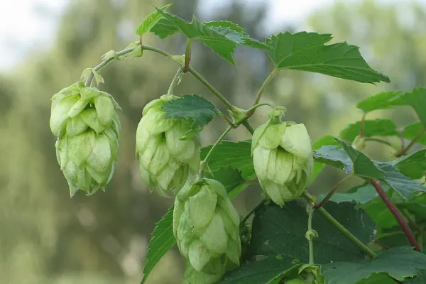 Female hop cones on the vine