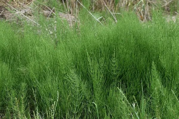 Green stems of field horsetail (Equisetum arvense)