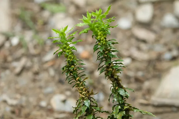 Toothed clubmoss (Huperzia serrata) plant