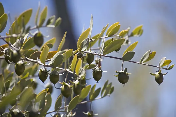 Jojoba fruits and seeds on the shrub