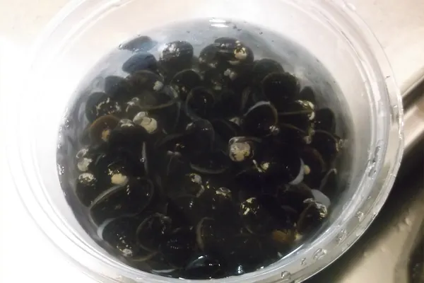 Shijimi clams in a bowl of water