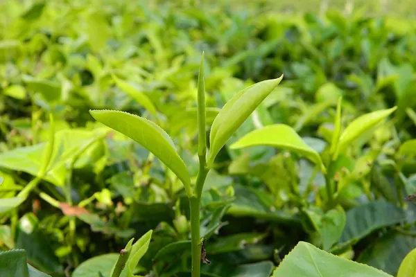 A tea shoot with two leaves and a bud