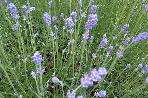 Lavender (Lavandula angustifolia) in flower