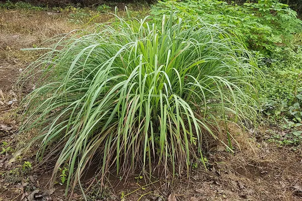 A clump of lemongrass (Cymbopogon citratus) growing