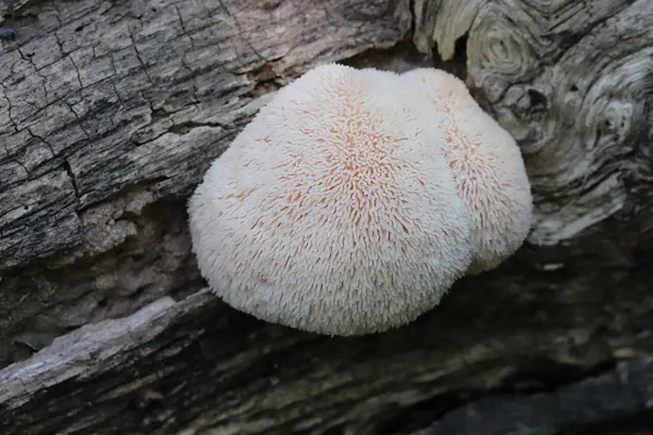 Lion's mane (Hericium erinaceus) mushroom growing on a log