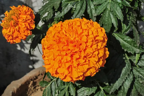 An orange marigold (Tagetes erecta) flower, the usual commercial source of lutein