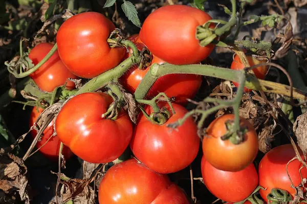 Ripe tomatoes on the vine, a common food source of lycopene