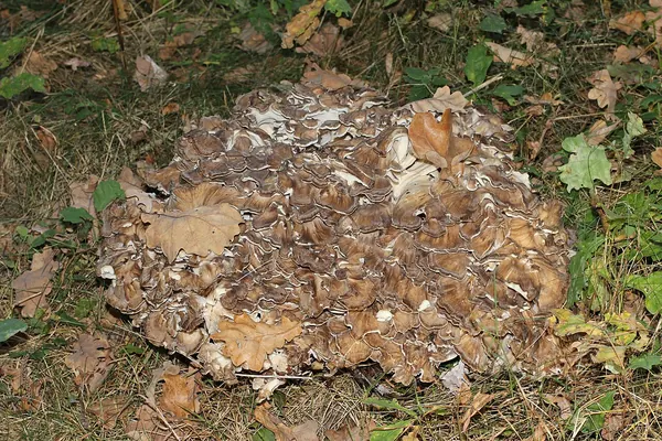 Maitake (Grifola frondosa) mushroom on the forest floor