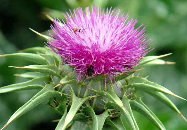Purple milk thistle flower head with spiny leaves
