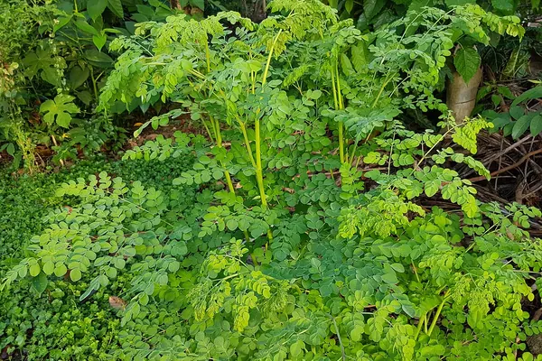 Moringa (Moringa oleifera) foliage