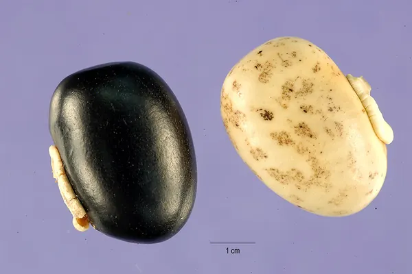 Two velvet bean (Mucuna pruriens) seeds, one dark and one light