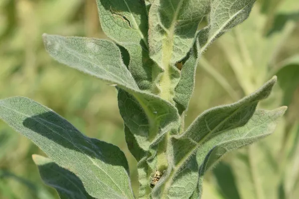 Mullein (Verbascum thapsus) plant