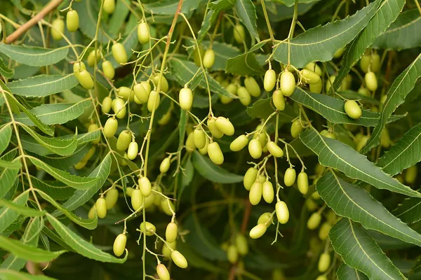 Neem (Azadirachta indica) leaves and fruits