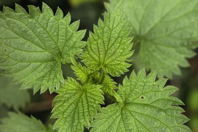 Stinging nettle leaves
