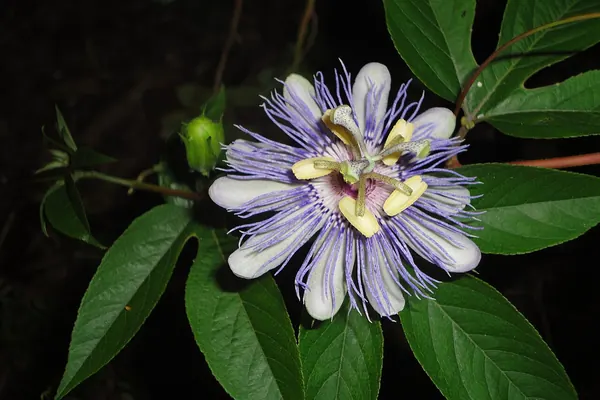 Passionflower (Passiflora incarnata) flower and leaves