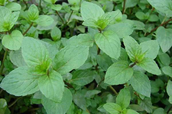 Peppermint (Mentha x piperita) leaves