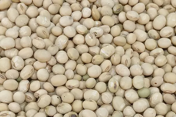 Dried soybeans, close up
