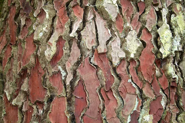 Bark of a maritime pine (Pinus pinaster) tree