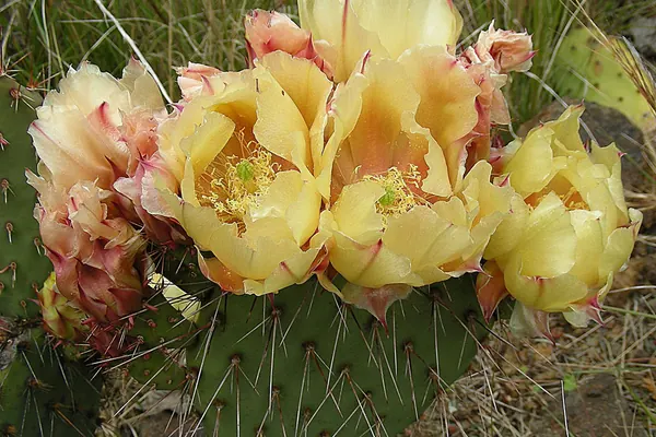 Prickly pear (Opuntia phaeacantha) cactus pads with yellow flowers